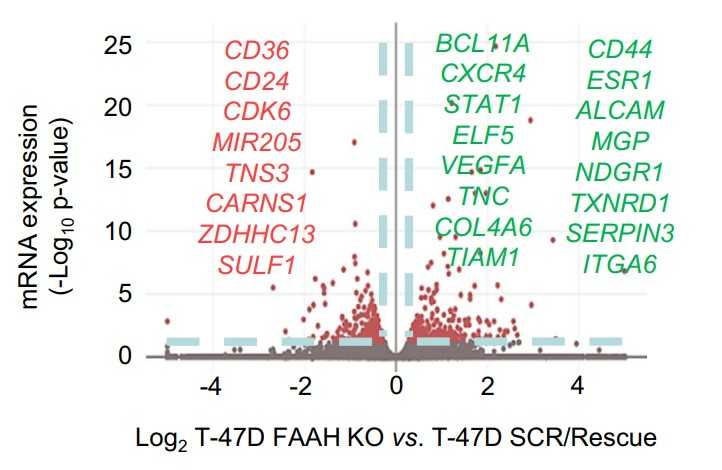 Volcano plot showing some of the top DEGs (downregulated in red, upregulated in green) in T-47D FAAH KO cells.jpg